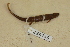  (Eurycea aquatica - USNM 299746)  @11 [ ] CreativeCommons - Attribution (2013) Unspecified Centre for Biodiversity Genomics