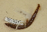  ( - USNM 299739)  @11 [ ] CreativeCommons - Attribution (2013) Unspecified Centre for Biodiversity Genomics