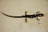  ( - USNM 556881)  @11 [ ] CreativeCommons - Attribution (2013) Unspecified Centre for Biodiversity Genomics