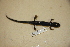  (Plethodon kisatchie - USNM 553985)  @11 [ ] CreativeCommons - Attribution (2013) Unspecified Centre for Biodiversity Genomics