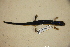  ( - USNM 554370)  @11 [ ] CreativeCommons - Attribution (2013) Unspecified Centre for Biodiversity Genomics