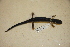 (Plethodon cheoah - USNM 554398)  @11 [ ] CreativeCommons - Attribution (2013) Unspecified Centre for Biodiversity Genomics