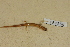  ( - USNM 454156)  @11 [ ] CreativeCommons - Attribution (2013) Unspecified Centre for Biodiversity Genomics