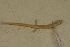  (Eurycea chamberlaini - USNM 454156)  @11 [ ] CreativeCommons - Attribution (2013) Unspecified Centre for Biodiversity Genomics
