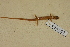  ( - USNM 454157)  @11 [ ] CreativeCommons - Attribution (2013) Unspecified Centre for Biodiversity Genomics