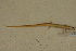  ( - USNM 454157)  @11 [ ] CreativeCommons - Attribution (2013) Unspecified Centre for Biodiversity Genomics