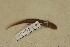  (Eurycea pterophila - USNM 545606)  @11 [ ] CreativeCommons - Attribution (2013) Unspecified Centre for Biodiversity Genomics