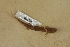  ( - USNM 545606)  @11 [ ] CreativeCommons - Attribution (2013) Unspecified Centre for Biodiversity Genomics