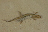  (Desmognathus orestes - USNM 554362)  @11 [ ] CreativeCommons - Attribution (2013) Unspecified Centre for Biodiversity Genomics