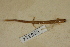  ( - USNM 525314)  @11 [ ] CreativeCommons - Attribution (2013) Unspecified Centre for Biodiversity Genomics