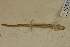  (Eurycea tynerensis - USNM 525314)  @11 [ ] CreativeCommons - Attribution (2013) Unspecified Centre for Biodiversity Genomics