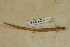  ( - USNM 525315)  @11 [ ] CreativeCommons - Attribution (2013) Unspecified Centre for Biodiversity Genomics