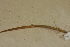 ( - USNM 525315)  @11 [ ] CreativeCommons - Attribution (2013) Unspecified Centre for Biodiversity Genomics