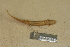 (Eurycea neotenes - USNM 157111)  @11 [ ] CreativeCommons - Attribution (2013) Unspecified Centre for Biodiversity Genomics