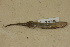  (Desmognathus apalachicolae - USNM 269098)  @11 [ ] CreativeCommons - Attribution (2013) Unspecified Centre for Biodiversity Genomics