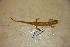  ( - USNM 325103)  @11 [ ] CreativeCommons - Attribution (2013) Unspecified Centre for Biodiversity Genomics