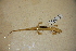 ( - USNM 325103)  @11 [ ] CreativeCommons - Attribution (2013) Unspecified Centre for Biodiversity Genomics