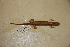 (Eurycea junaluska - USNM 241201)  @11 [ ] CreativeCommons - Attribution (2013) Unspecified Centre for Biodiversity Genomics