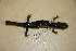  (Plethodon chattahoochee - USNM 467777)  @11 [ ] CreativeCommons - Attribution (2013) Unspecified Centre for Biodiversity Genomics