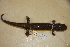  (Desmognathus welteri - USNM 339143)  @11 [ ] CreativeCommons - Attribution (2013) Unspecified Centre for Biodiversity Genomics
