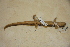  ( - USNM 339153)  @11 [ ] CreativeCommons - Attribution (2013) Unspecified Centre for Biodiversity Genomics