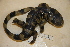  ( - USNM 560678)  @11 [ ] CreativeCommons - Attribution (2013) Unspecified Centre for Biodiversity Genomics
