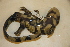 (Ambystoma mavortium - USNM 560678)  @11 [ ] CreativeCommons - Attribution (2013) Unspecified Centre for Biodiversity Genomics