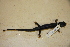  (Plethodon kentucki - USNM 556748)  @11 [ ] CreativeCommons - Attribution (2013) Unspecified Centre for Biodiversity Genomics