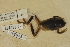  (Hyla wrightorum - USNM 245993)  @11 [ ] CreativeCommons - Attribution (2013) Unspecified Centre for Biodiversity Genomics