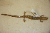 ( - USNM 484425)  @11 [ ] CreativeCommons - Attribution (2013) Unspecified Centre for Biodiversity Genomics