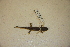  ( - USNM 580002)  @11 [ ] CreativeCommons - Attribution (2013) Unspecified Centre for Biodiversity Genomics
