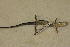  ( - USNM 556160)  @11 [ ] CreativeCommons - Attribution (2013) Unspecified Centre for Biodiversity Genomics