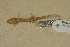  (Eurycea tridentifera - USNM 153781)  @11 [ ] CreativeCommons - Attribution (2013) Unspecified Centre for Biodiversity Genomics