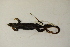  ( - MCZ Herp R-78581)  @11 [ ] CreativeCommons - Attribution (2013) Unspecified Centre for Biodiversity Genomics