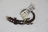  ( - MCZ Herp R-181806)  @11 [ ] CreativeCommons - Attribution (2013) Unspecified Centre for Biodiversity Genomics