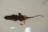  ( - MCZ Herp R-17509)  @11 [ ] CreativeCommons - Attribution (2013) Unspecified Centre for Biodiversity Genomics