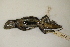  ( - MCZ Herp R-136996)  @11 [ ] CreativeCommons - Attribution (2013) Unspecified Centre for Biodiversity Genomics