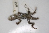  (Sceloporus olivaceus - MCZ Herp R-136293)  @11 [ ] CreativeCommons - Attribution (2013) Unspecified Centre for Biodiversity Genomics