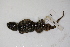  (Sceloporus poinsettii - MCZ Herp R-126892)  @11 [ ] CreativeCommons - Attribution (2013) Unspecified Centre for Biodiversity Genomics