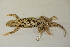  ( - MCZ Herp R-62415)  @11 [ ] CreativeCommons - Attribution (2013) Unspecified Centre for Biodiversity Genomics