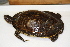 ( - MCZ Herp R-166766)  @11 [ ] CreativeCommons - Attribution (2013) Unspecified Centre for Biodiversity Genomics