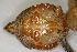  (Sternotherus - MCZ Herp R-6437)  @11 [ ] CreativeCommons - Attribution (2013) Unspecified Centre for Biodiversity Genomics