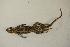  (Sceloporus consobrinus - MCZ Herp R-126855)  @11 [ ] CreativeCommons - Attribution (2013) Unspecified Centre for Biodiversity Genomics