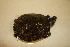  ( - USNM 323024)  @11 [ ] CreativeCommons - Attribution (2013) Unspecified Centre for Biodiversity Genomics