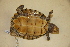  (Graptemys ernsti - USNM 322997)  @11 [ ] CreativeCommons - Attribution (2013) Unspecified Centre for Biodiversity Genomics