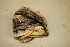  ( - USNM 330137)  @11 [ ] CreativeCommons - Attribution (2013) Unspecified Centre for Biodiversity Genomics
