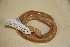  (Charininae - USNM 559982)  @11 [ ] CreativeCommons - Attribution (2013) Unspecified Centre for Biodiversity Genomics