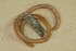  ( - USNM 125131)  @11 [ ] CreativeCommons - Attribution (2013) Unspecified Centre for Biodiversity Genomics