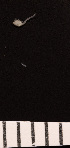  ( - 4990.6E)  @11 [ ] by-nc-nd (2023) Sarah Gerken University of Alaska Anchorage