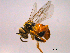  (Tetragonisca angustulata - EAPZ E2171-3)  @13 [ ] creative commons  non-commercial only (2017) Universidad Zamorano Universidad Zamorano